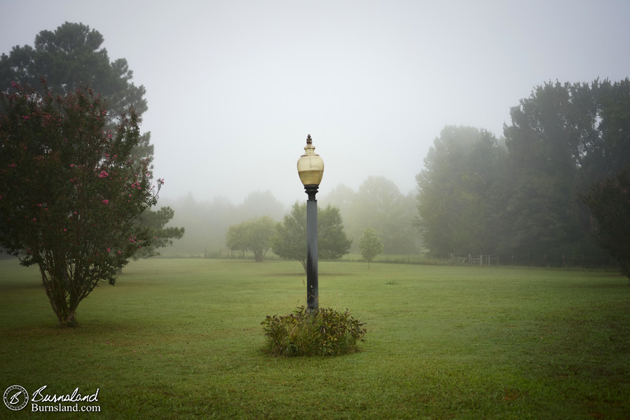 Fog in our front yard