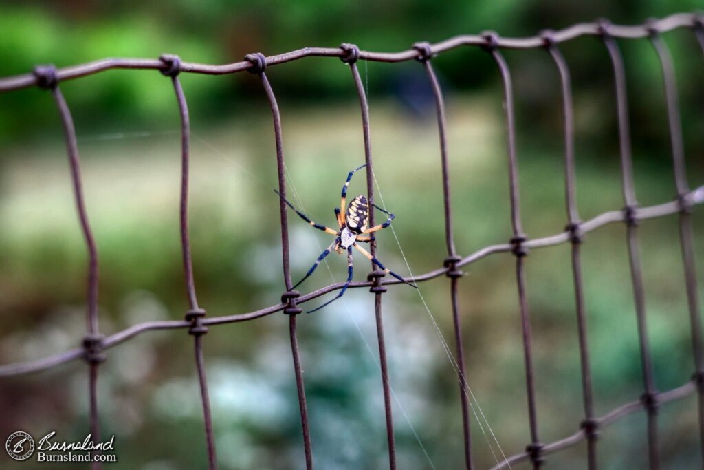 A spider starts to rebuild its destroyed web for the 43rd entry in the 50with50 series, and rebuilding takes time.