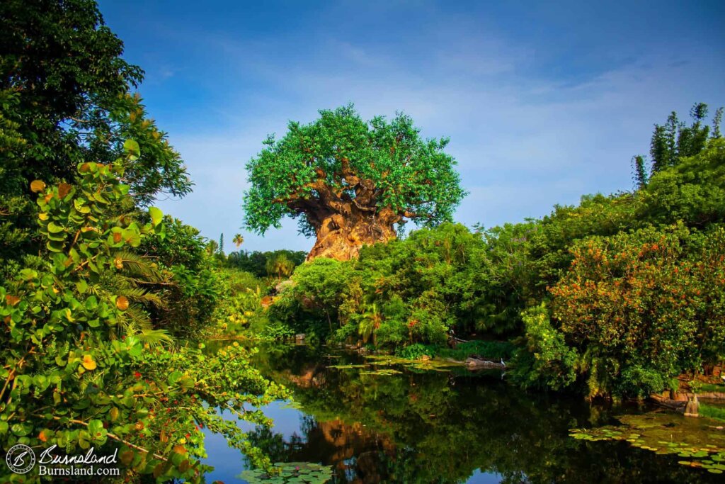 The Tree of Life is reflected in the Discovery River at Disney’s Animal Kingdom in Walt Disney World