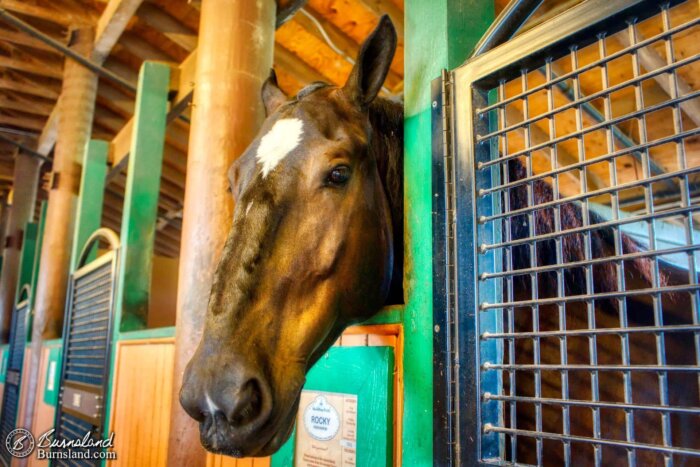 A horse in the old Tri-Circle-D Ranch at Fort Wilderness at Walt Disney World