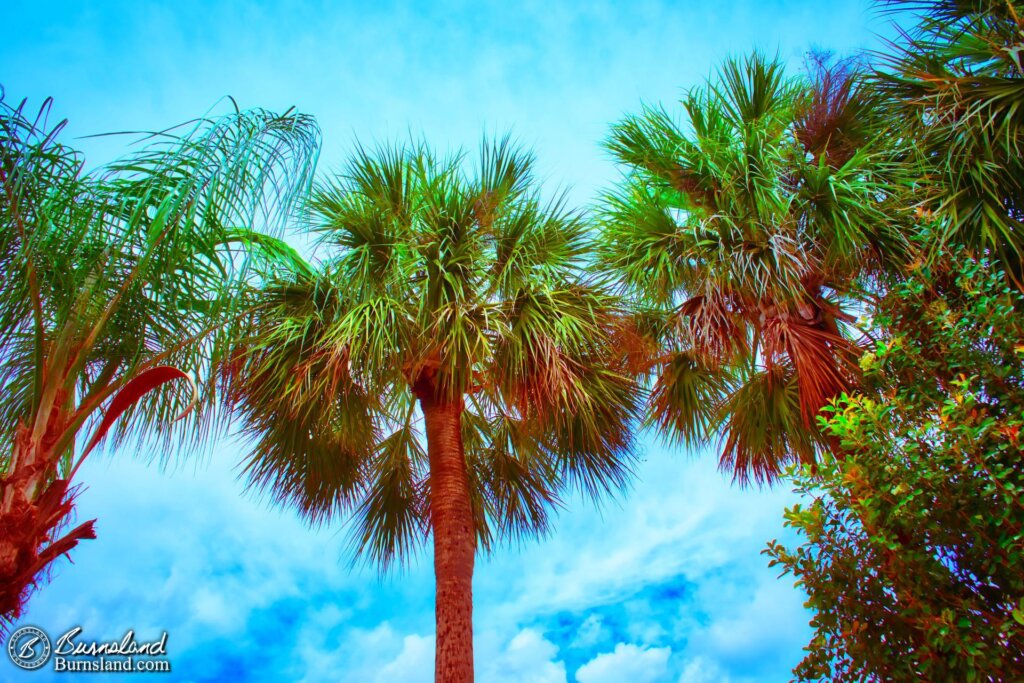 Palm trees in Central Florida as seen during our 2019 Florida Summer Vacation