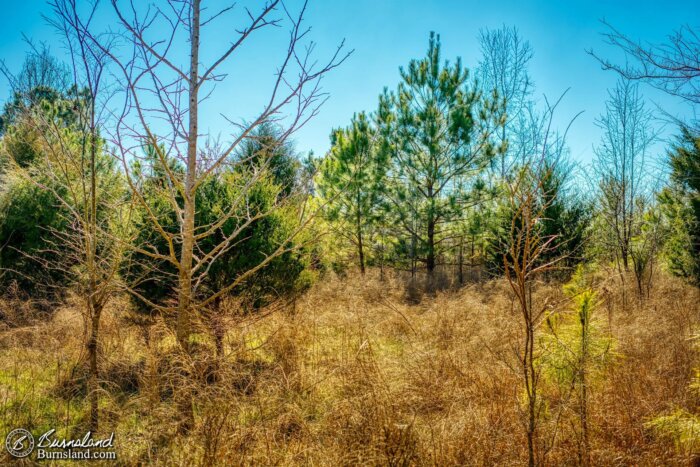 The latest entry in the 50with50 series is a look at the overgrown back field of our property, as seen during our recent walk through the woods.