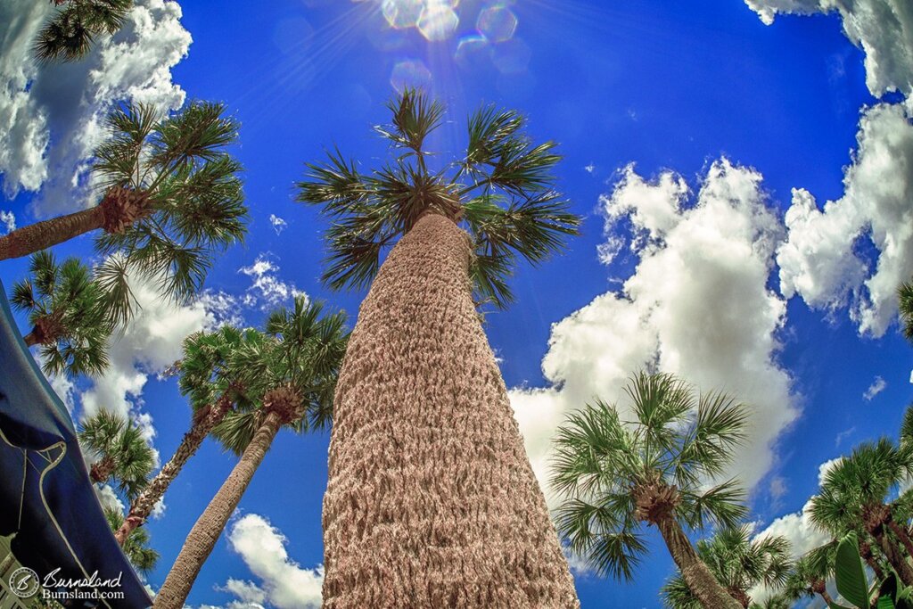 Palm trees reach up to the sun under a blue sky in Kissimmee, Florida. Read all about it at Burnsland!