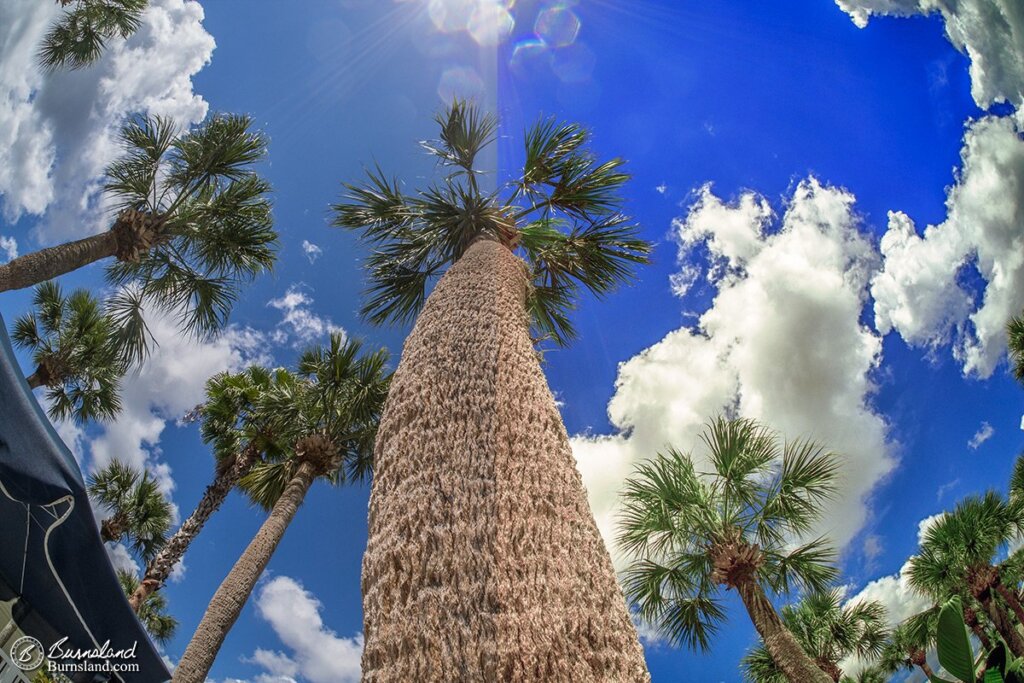 Palm Trees in the Sun