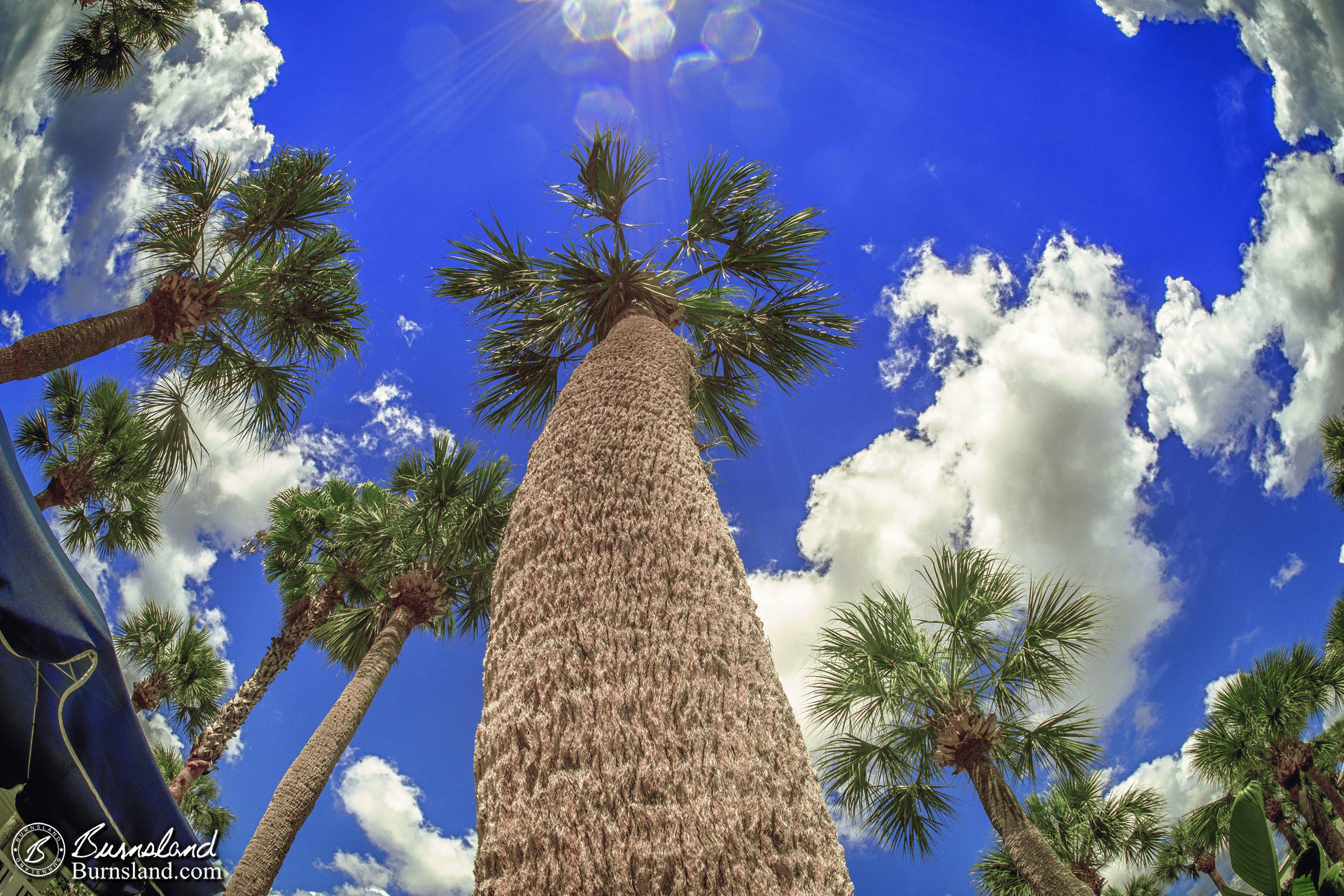 Palm Trees In the Sun