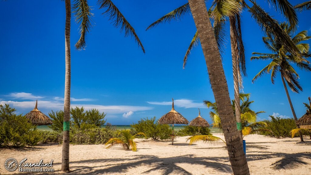 Palm trees on the beach at Yucatan Mexico