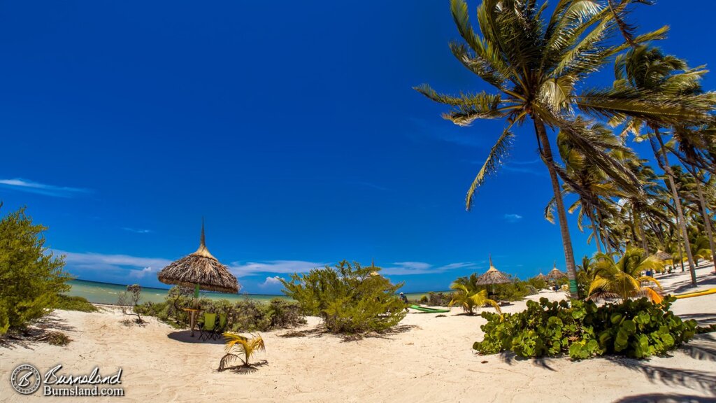 Palm trees on the beach at Yucatan Mexico