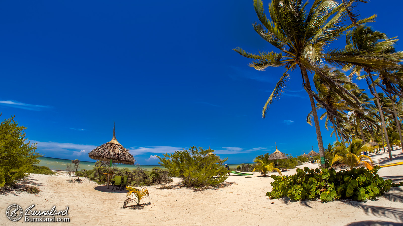 Palm Trees on the Beach in Mexico