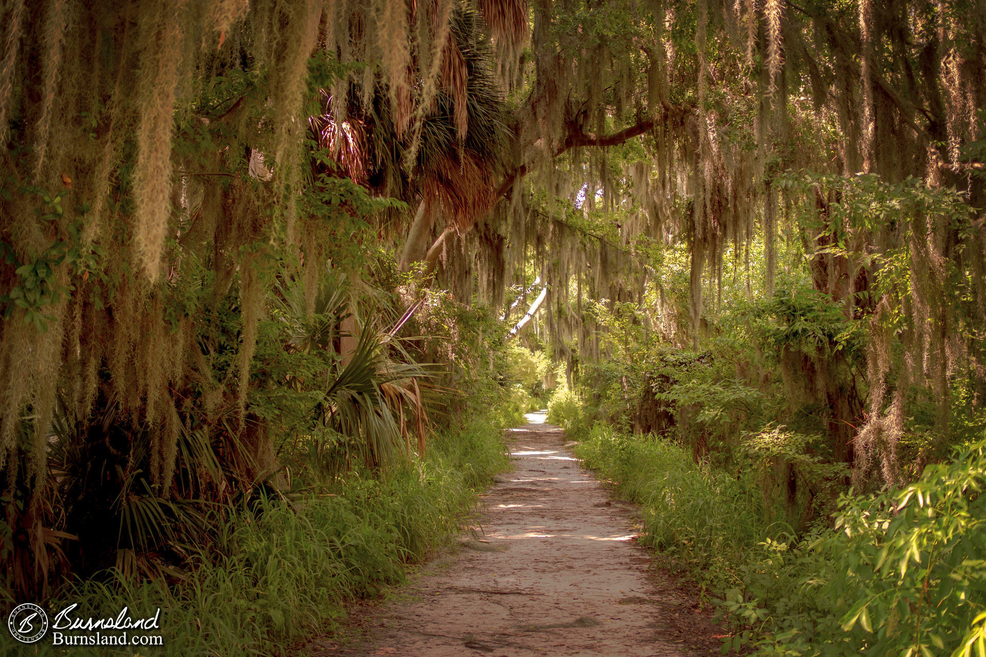 Path Through the Trees at Circle B Bar Reserve