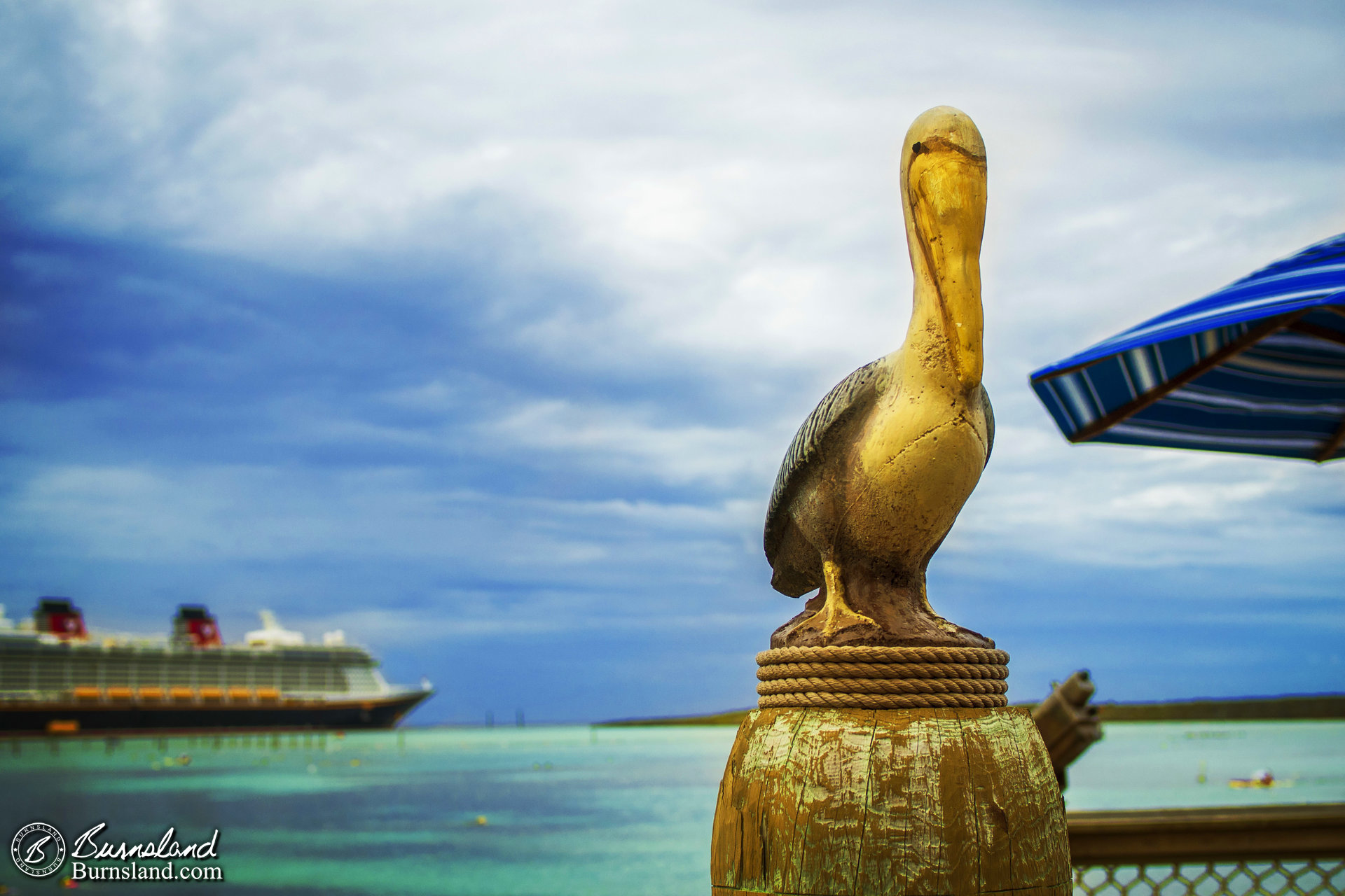 Pelican at Castaway Cay