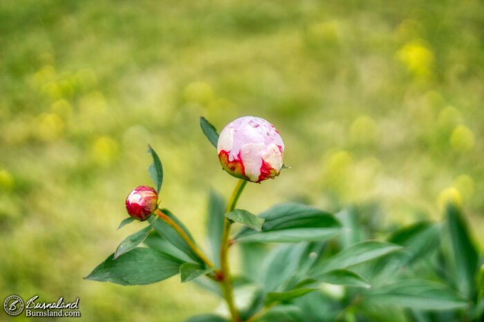 Peony flowers about to open up in our front yard