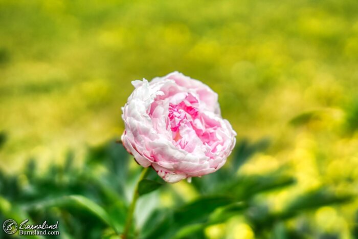 A peony flower in our front yard is the latest entry in the 50with50 series