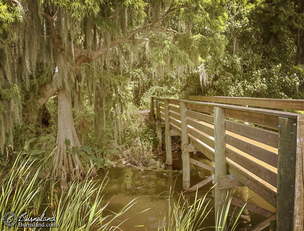 Swamp and Boardwalk in Florida