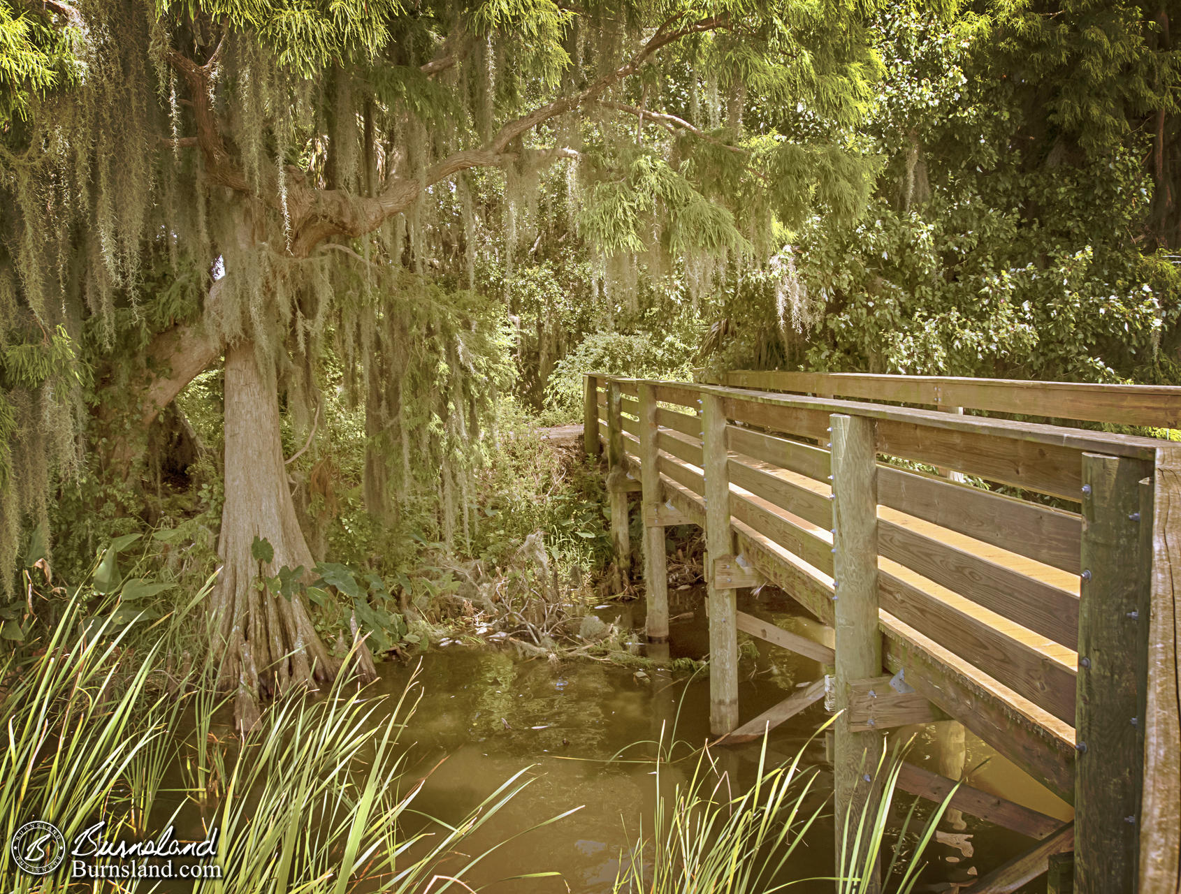 Photo: Swamp and Boardwalk in Florida