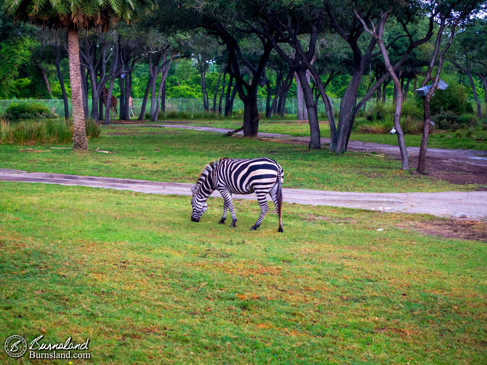 Outside Disney’s Animal Kingdom Lodge at Walt Disney World