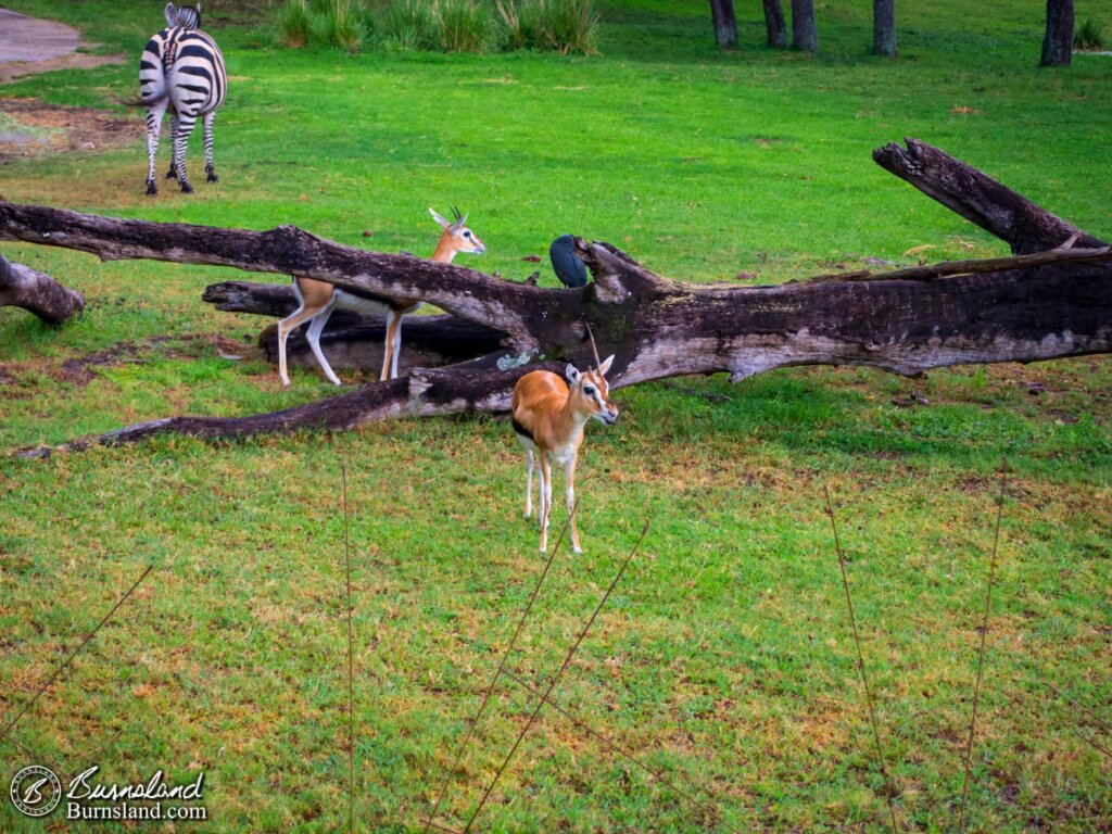 Outside Disney’s Animal Kingdom Lodge at Walt Disney World