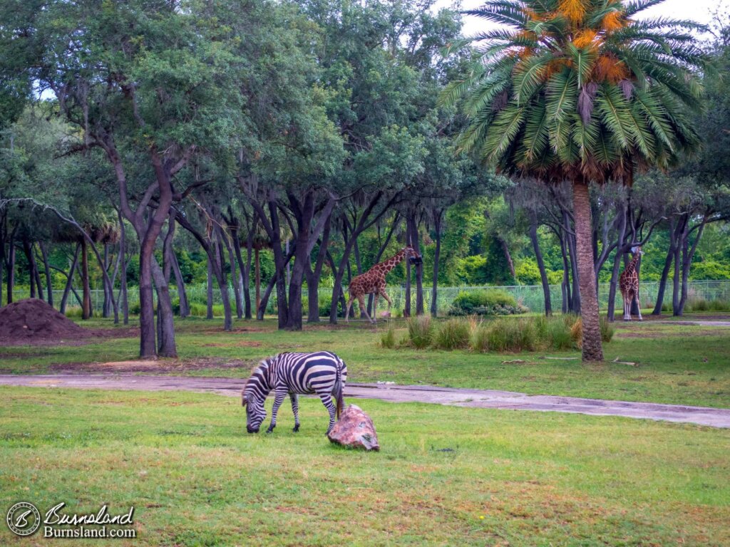 Outside Disney’s Animal Kingdom Lodge at Walt Disney World