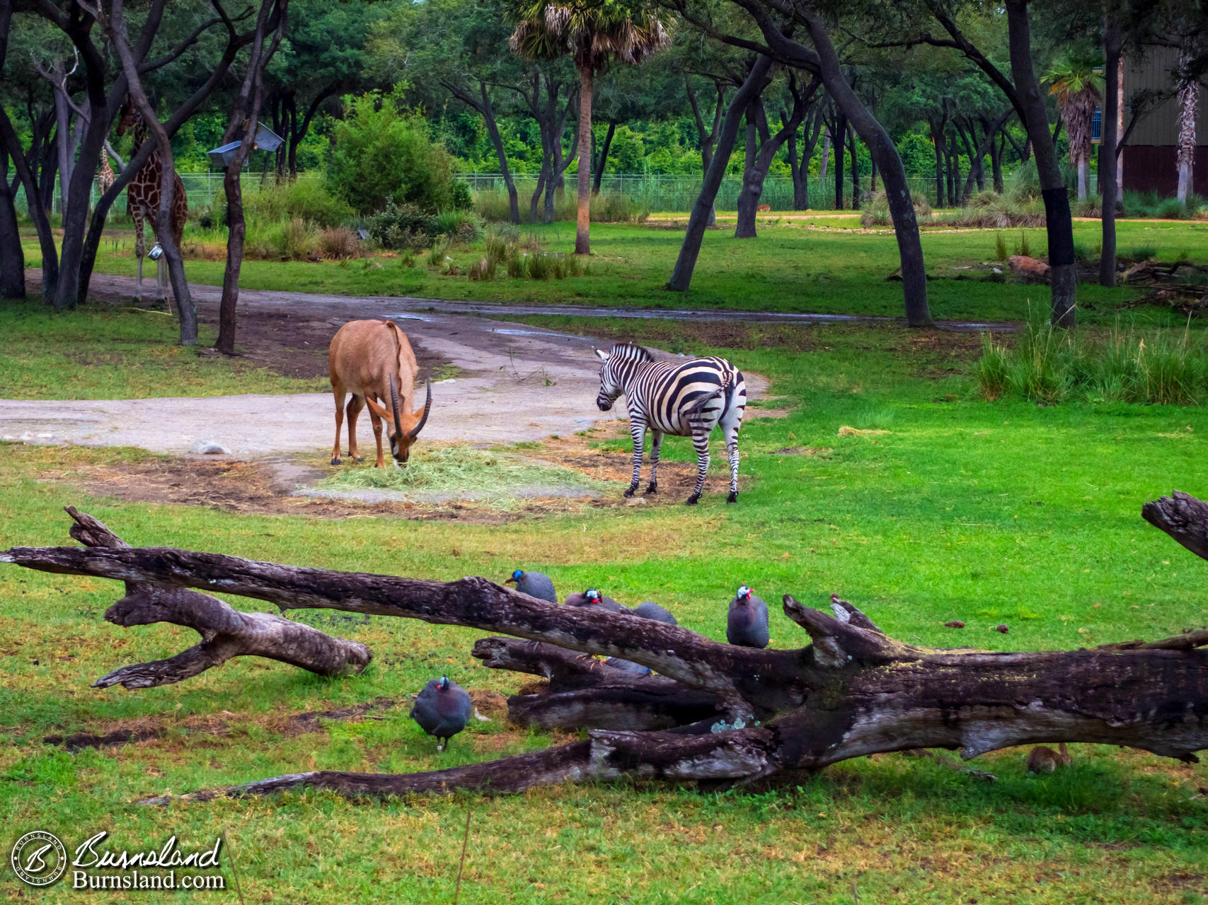 Outside Disney’s Animal Kingdom Lodge at Walt Disney World