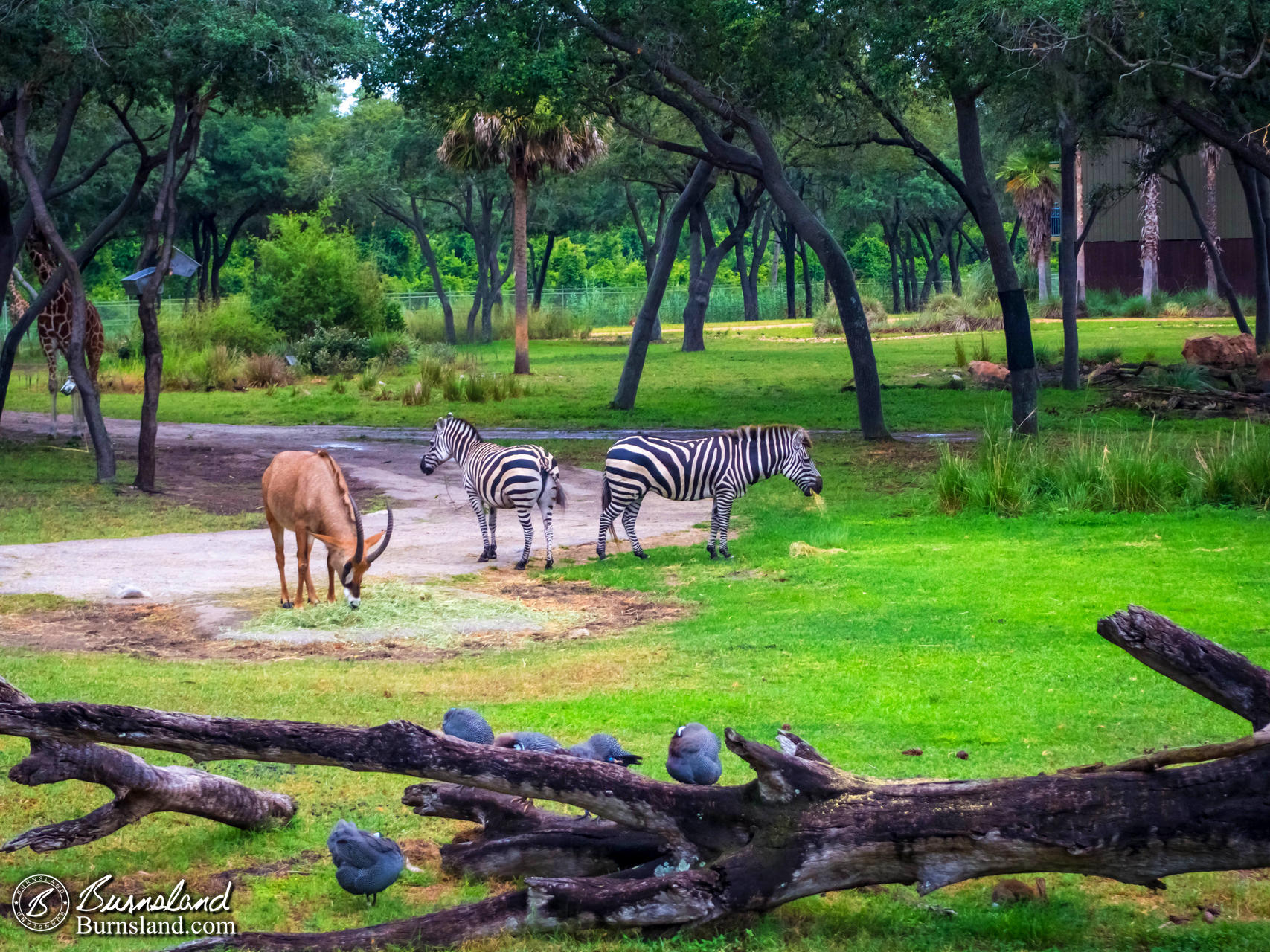 Outside Disney’s Animal Kingdom Lodge at Walt Disney World