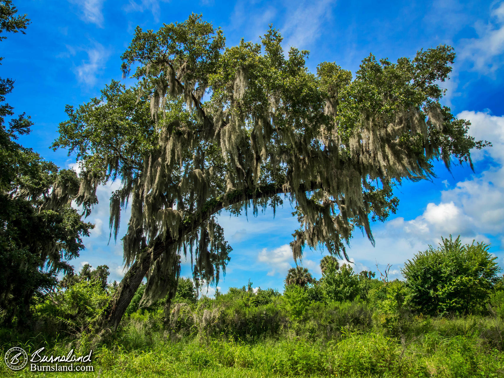 Trees at Circle B Bar Reserve