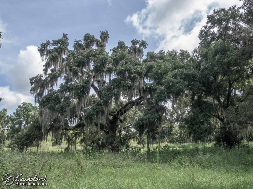 Trees at Circle B Bar Reserve