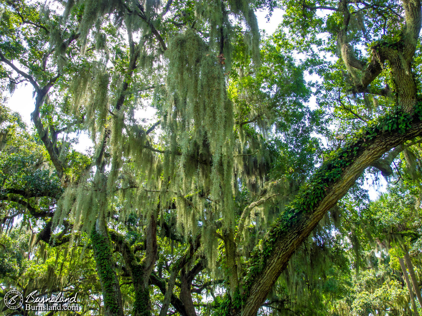 Trees at Circle B Bar Reserve