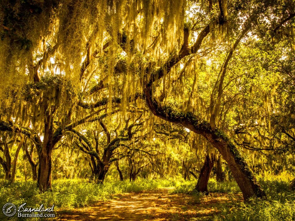 Trees at Circle B Bar Reserve