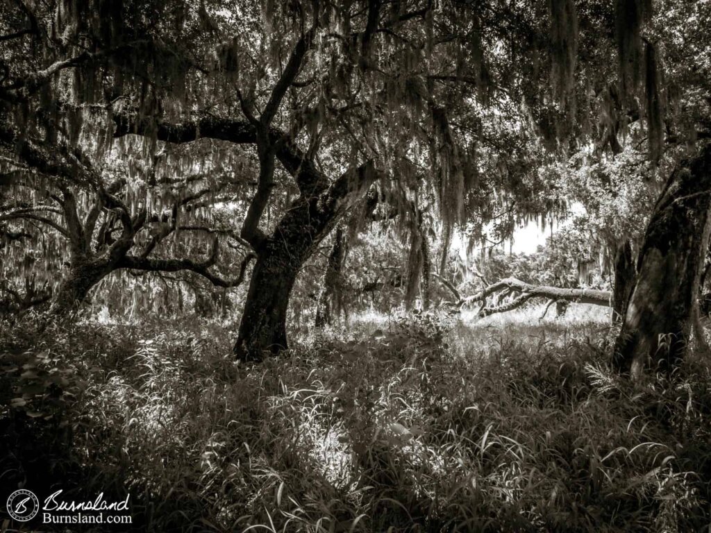 Trees at Circle B Bar Reserve