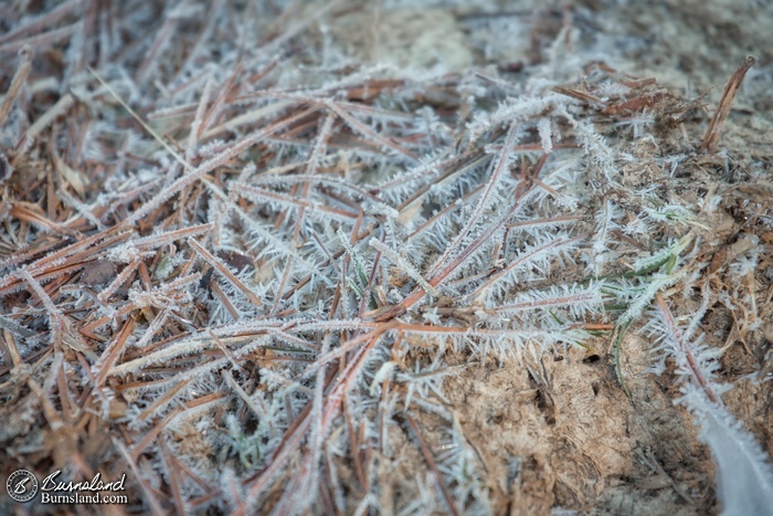 Pine needles and ice crystals