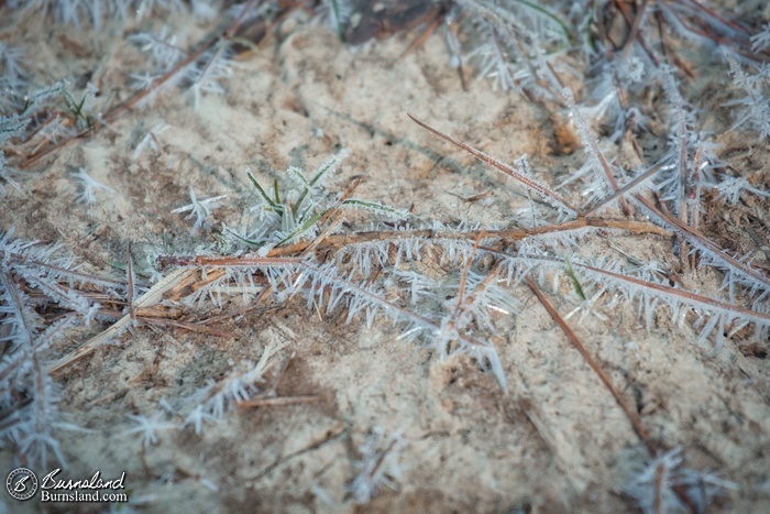 Pine needles and ice crystals