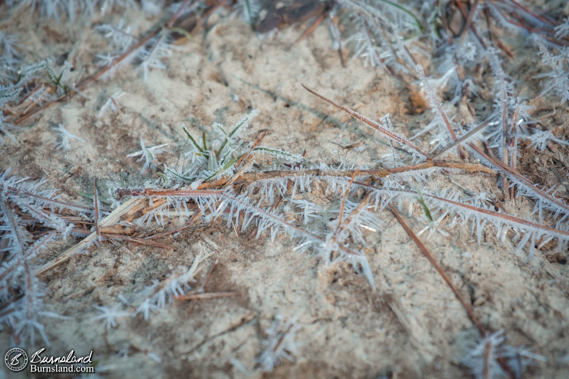 Pine needles and ice crystals