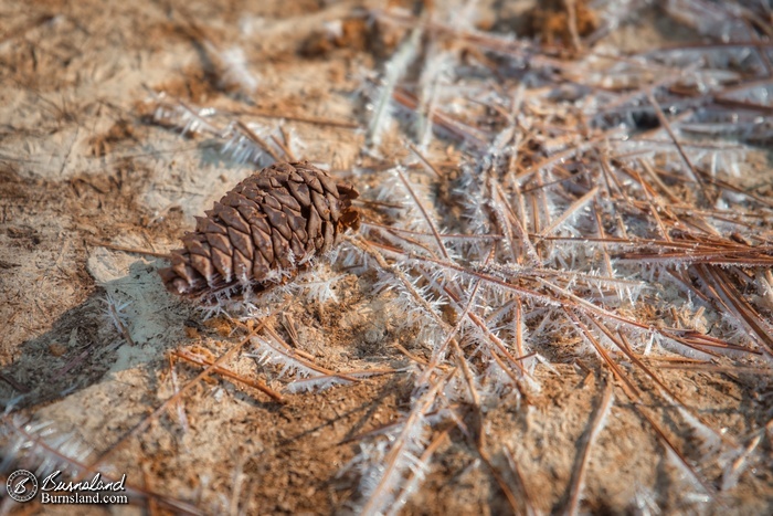 Pine needles and ice crystals