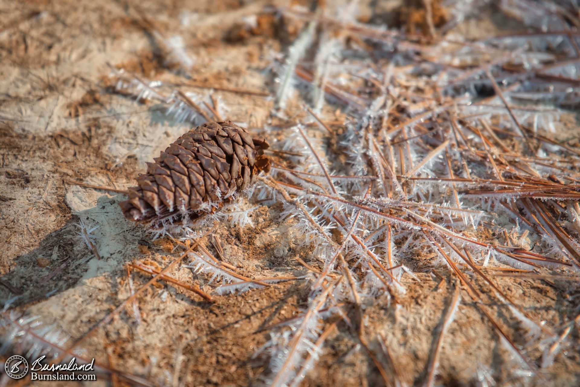 Pine Needles and Ice Crystals