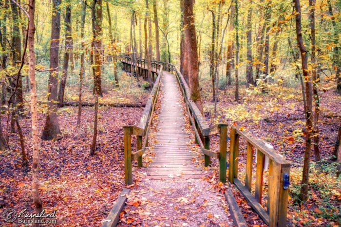 An elevated boardwalk leads through the fall trees at Pinson Mounds State Archaeological Park in Tennessee