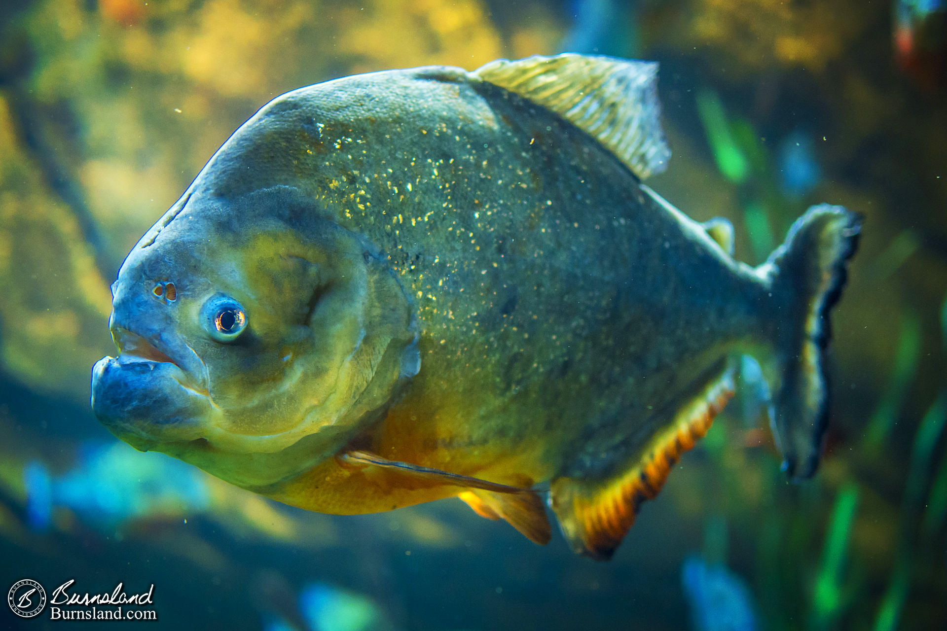 Piranha at the Georgia Aquarium