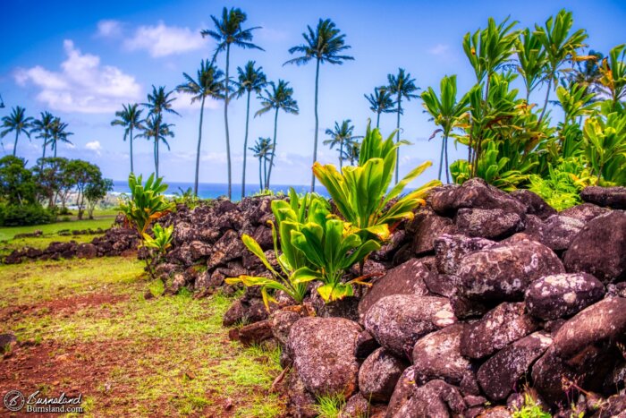 Tropical plants grow out of the rock walls of the Poliʻahu Heiau on the island of Kauaʻi in Hawaiʻi