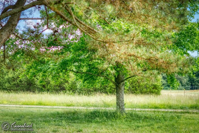 The pine tree and sweet gum tree in our front yard provide a quiet, shady spot on a sunny day, a nice part of God’s creation.