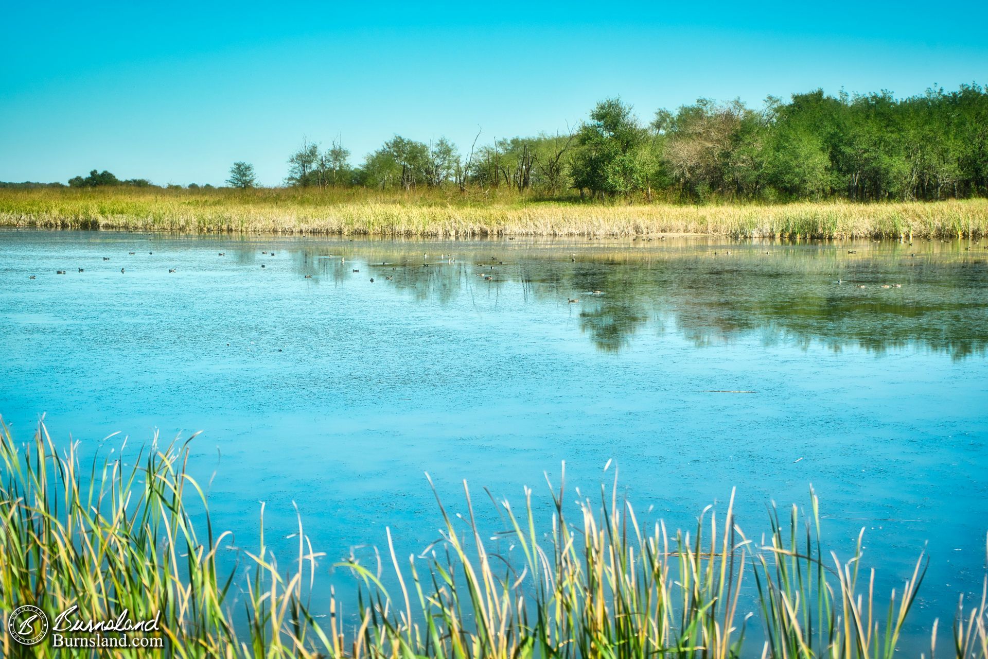 Ducks in the salt marsh at Quivira National Wildlife Refuge in Kansas