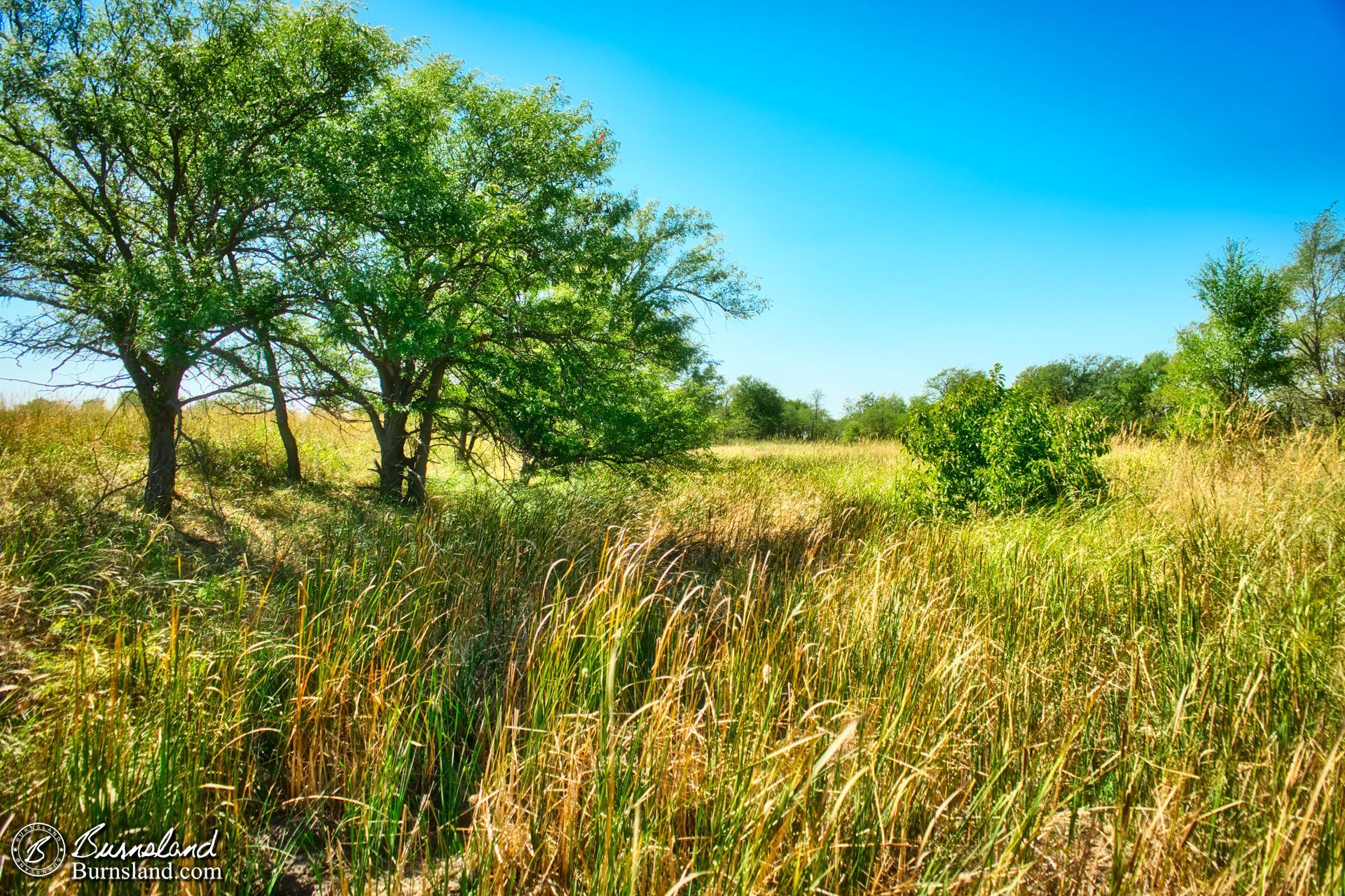 Trees and tall grass at Quivira National Wildlife Refuge in Kansas