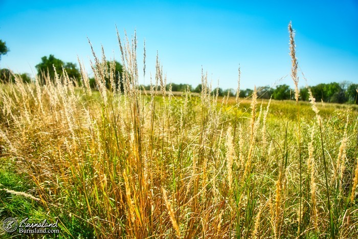 Tall grass in the sun