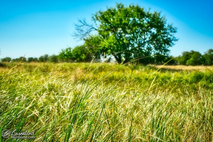 Thin blades of grass