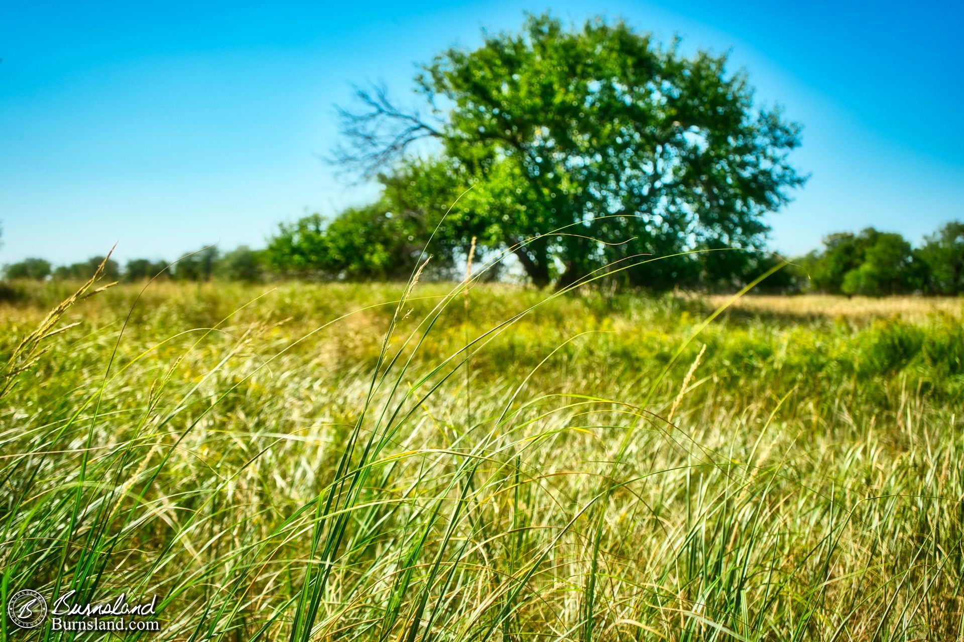 Thin blades of grass