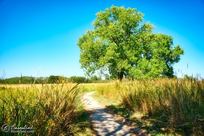 A tree beside the path at Quivira National Wildlife Refuge in Kansas