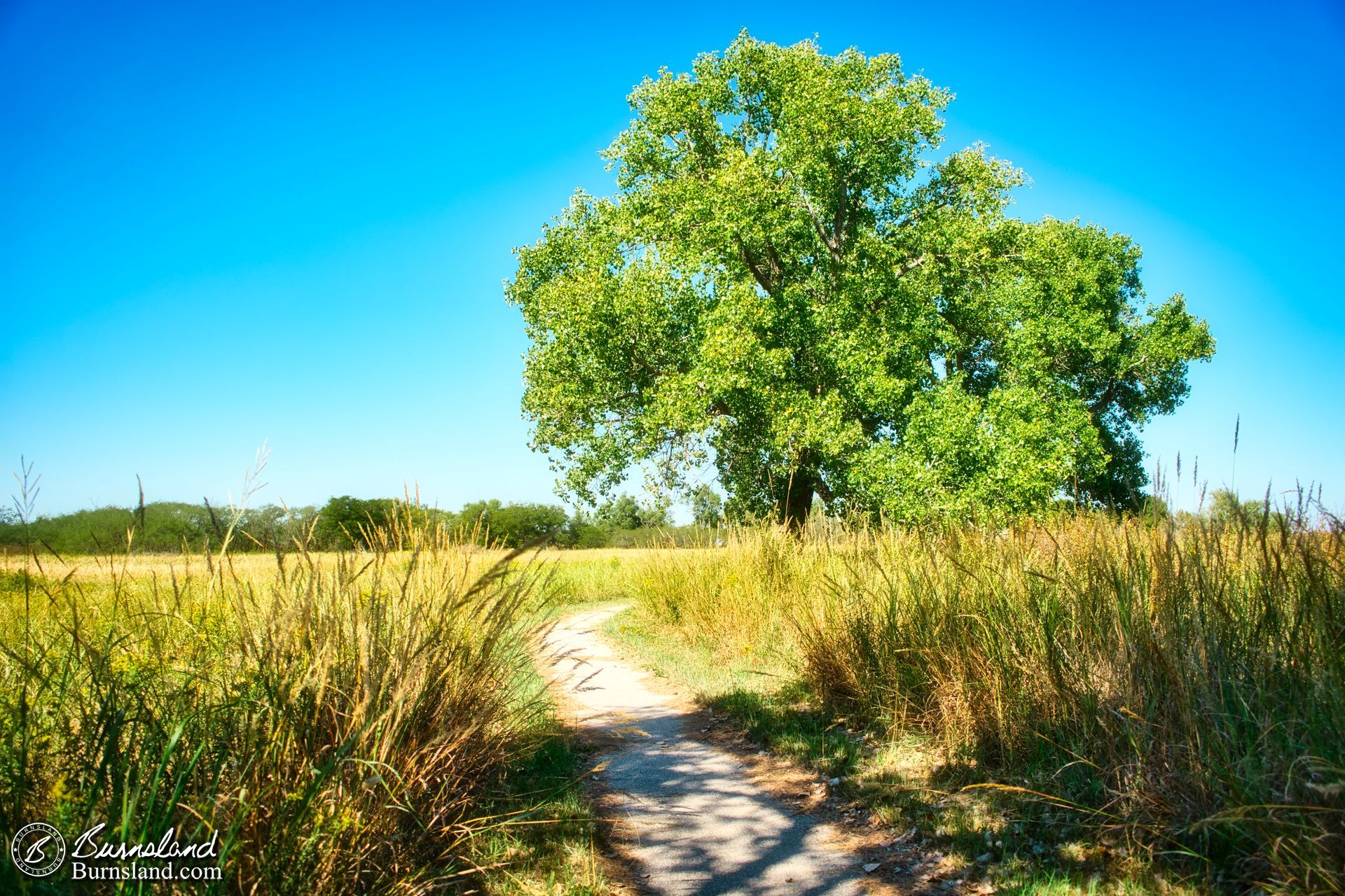 A tree beside the path at Quivira National Wildlife Refuge in Kansas