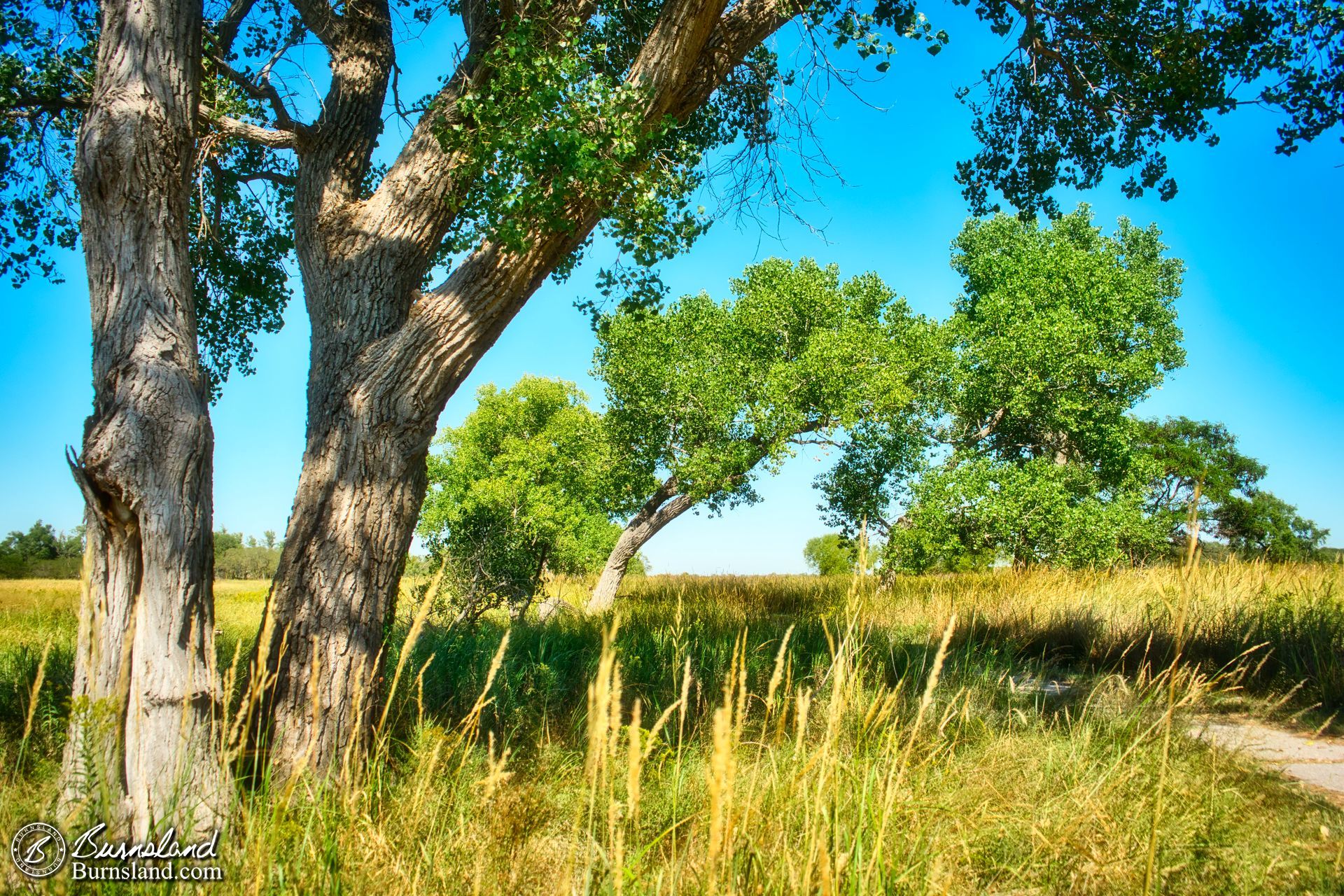 Trees and trails at Quivira National Wildlife Refuge in Kansas