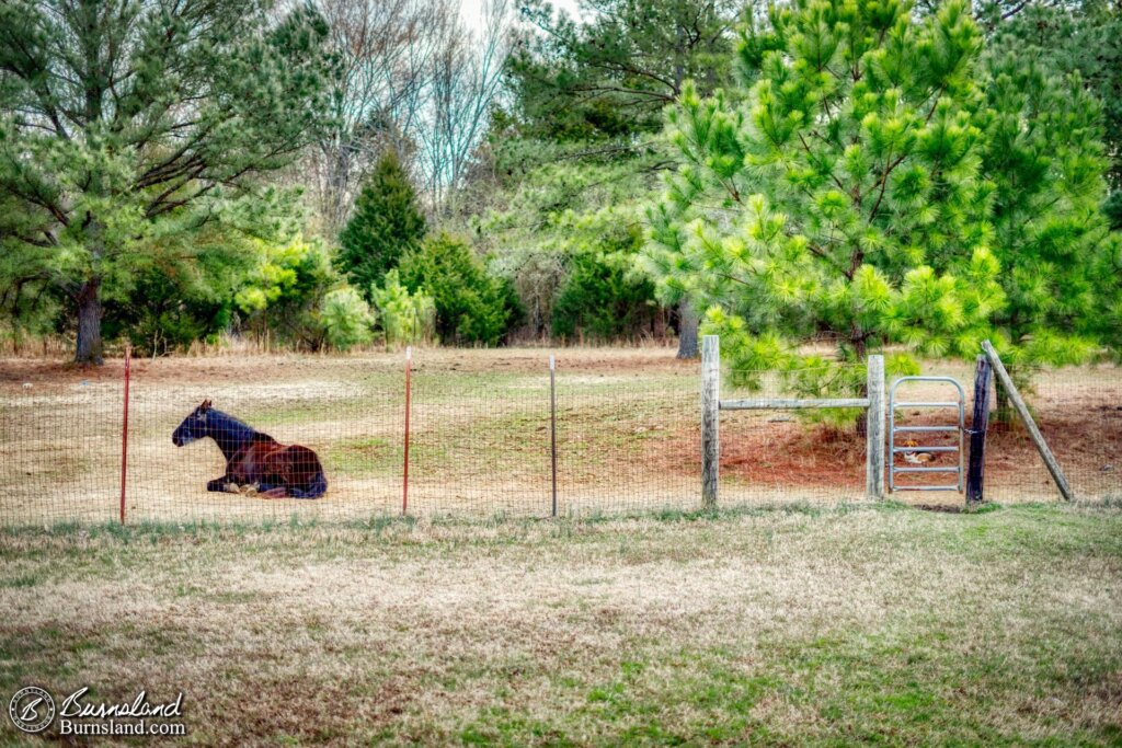 Bubba the Wonder Horse takes a nap near the fence of the horse pasture in the fourth entry of the 50with50 series