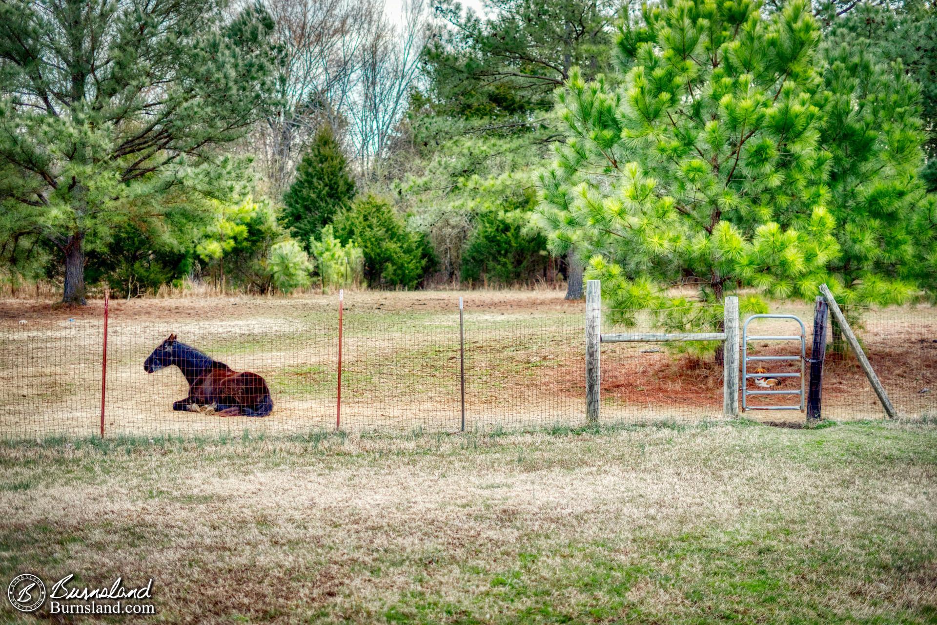 Resting Horse by the Fence - 50with50 No. 4