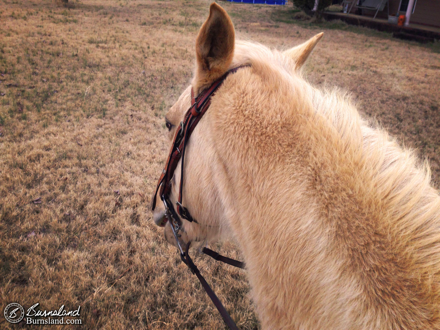 Riding Horses On a Cold Day