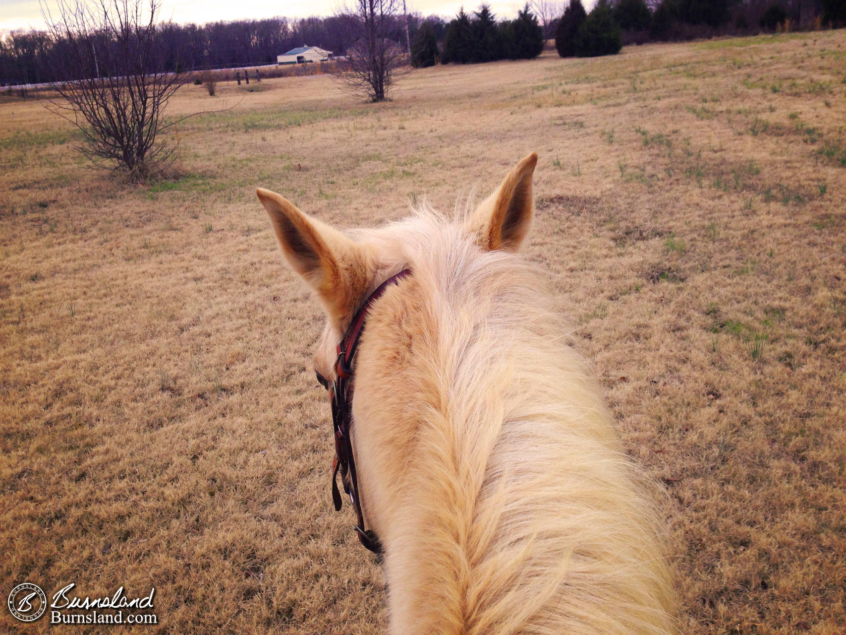 Riding Horses On a Cold Day