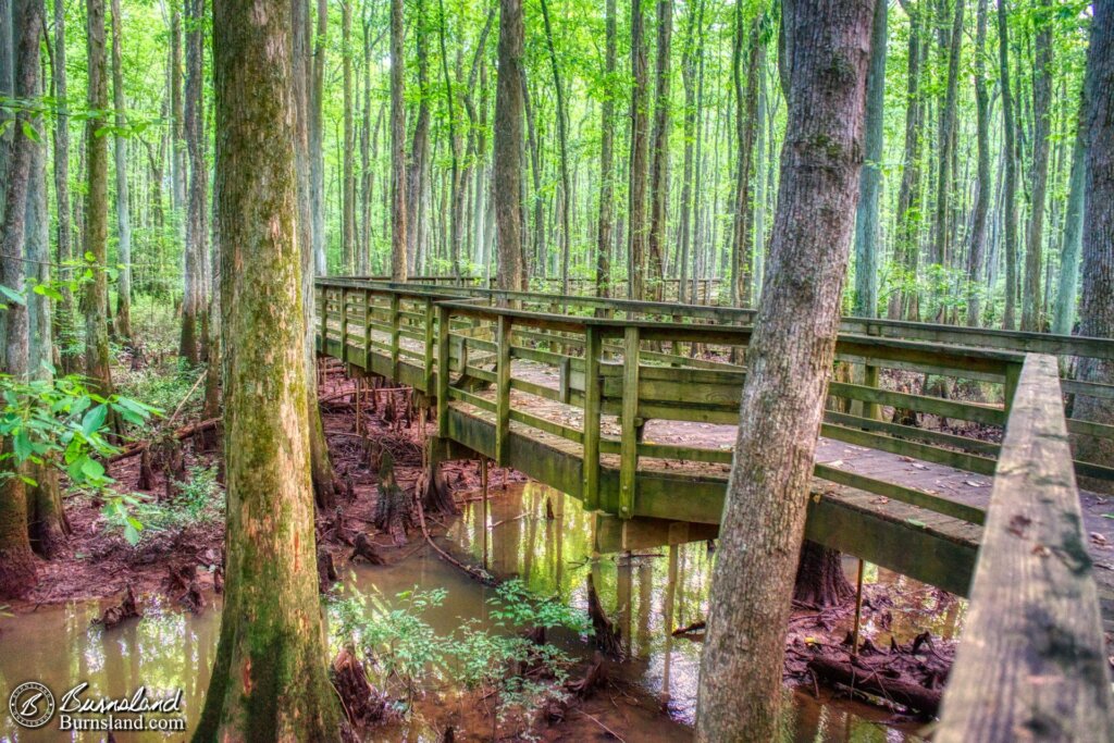 A boardwalk winds through the trees and over the swamp at the William B. Clark State Natural Area in Rossville, Tennessee.